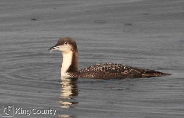 Photo of Gavia pacifica